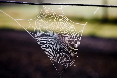 Spider web magic